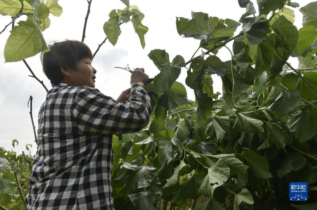 糖果派对哪个网站好
